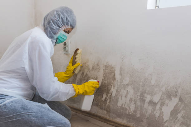 Best Industrial Mold Remediation  in Ackley, IA